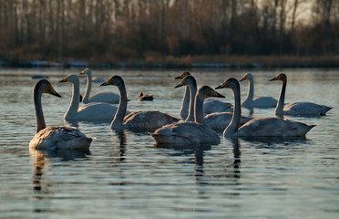 Russia. Altai territory. Protected freezing lake near the village of harvest in which live year-round wild swans and ducks.