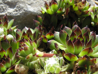 closeup of green Sempervivum succulent house leek