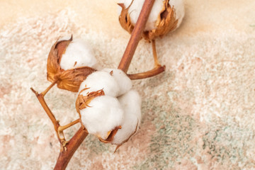 Cotton flowers on a textural background. Copy space