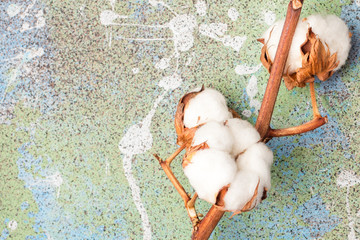 Cotton flowers branch on a colored background. Copy space