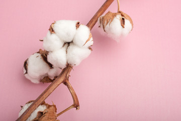 Cotton flowers on a pink background. Copy space
