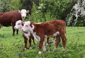 Two newborn Hereford calves standing in the field with mother cow watching from behind