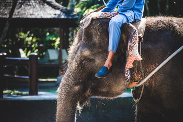 Elephant with a human sitting on its head in Indonesia