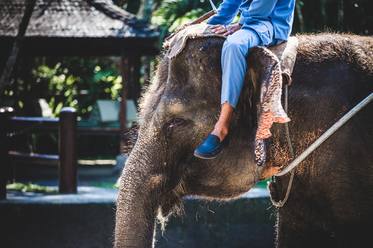 Elephant with a human sitting on its head in Indonesia