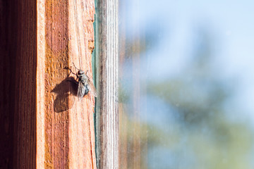 a fly on an old wooden window frame