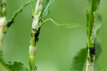 ants on a stalk