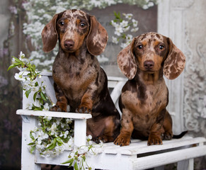 Dachshund puppies of marble color, breed of dogs, puppy in a flowered garden