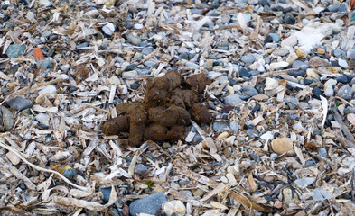 Dog poop or shit on the street pavement. Concept of picking up dog waste shit, cleaning city urban...