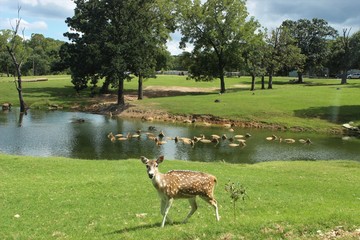 deer in the park