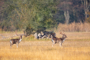 A group of Fallow Deer (Dama dama) on a meadow in the nature protection area Moenchbruch near Frankfurt, Germany.