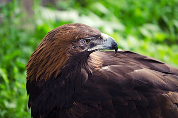 the sight of an eagle, a bird of prey on the earth, birds in captivity, an eagle close up