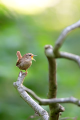 Eurasian wren (Troglodytes troglodytes) singing in the nature protection area Moenchbruch near Frankfurt, Germany.