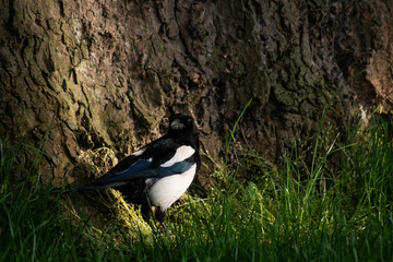 magpie next to tree