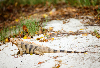 Iguana on a white sand beach