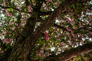 Blooming spring tree from under the branches