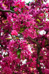 Close up of beautiful pink spring flowers 