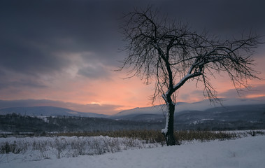 Sad winter sunset with a lonely tree