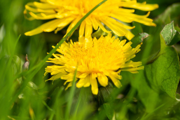 dandelion on meadow