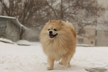 pomeranian dog in the snow