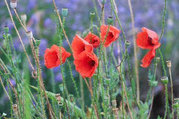 Obraz premium red poppies in a field