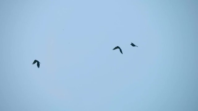 In the blue sky, three black crows fly together, smoothly turning, Goa, India. Slow mo, slo mo, slow motion, high speed camera