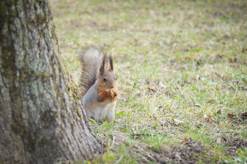 squirrel eating nut
