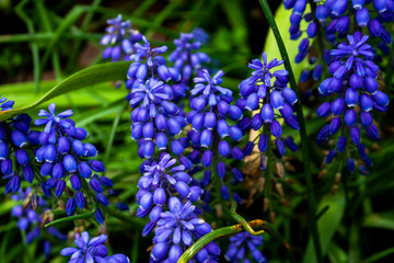 Beautiful blue flowers blooming in the spring