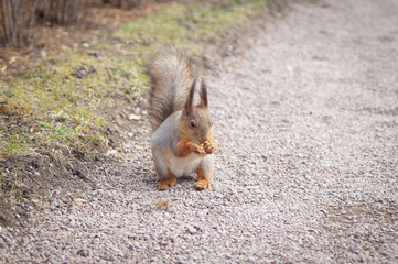 squirrel eating nut