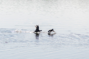 ducks in the lake