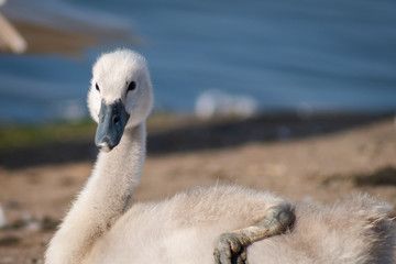 Obraz premium portrait of a swan
