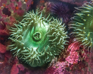 A Giant Green Sea Anemone (Anthopleura xanthogrammica) fans out its tentacles on the floor of a tide pool along the rocky coast of central California. 