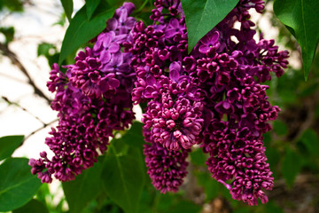 Purple flower blooming in the spring