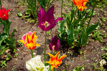 Colorful tulips blooming in the springtime