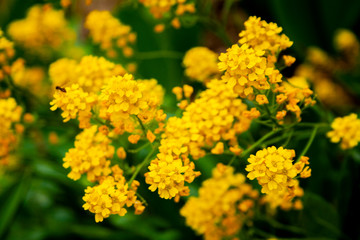 Close up of beautiful yellow flowers in the spring