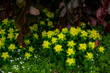 Yellow flowers blooming in the springtime