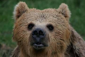 Obraz premium european brown bear, captive