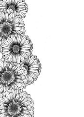 Floral Illustration - Calendula Side Border