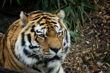 white bengal tiger