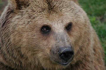 Obraz premium european brown bear, captive