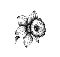 Floral Illustration - Single Daffodil