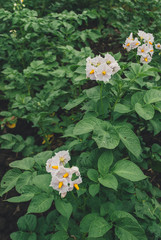 Photo of potatoes are blooming on the field