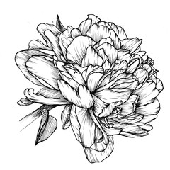 Floral Illustration - Single Peony Bloom