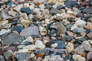 Image of little grass snake crawling on the stones