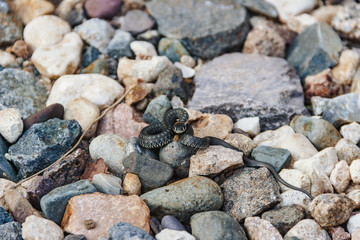 Cute grass snake posing on the stones