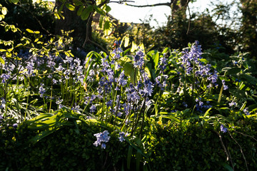 bluebells on green background