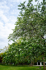 Fototapeta premium Beautiful white flowered tree blooming in springtime