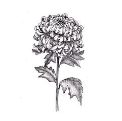 Floral Illustration - Chrysanthemum