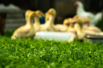 Selective focus on green grass with blurred out ducklings in background