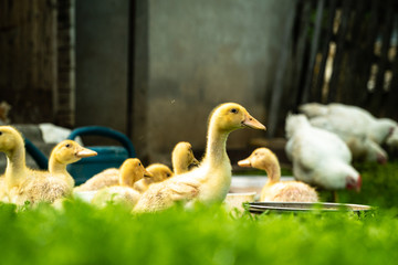 Selective focus on green grass with blurred out ducklings in background