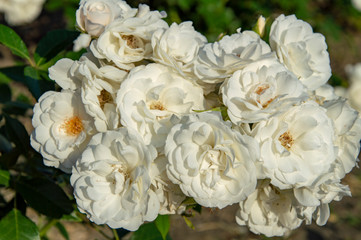 bouquet of white flowers